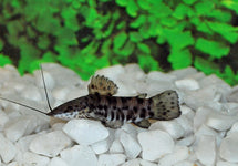 Megalechis Thoracata