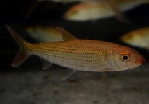 Hydrocynus Vittatus