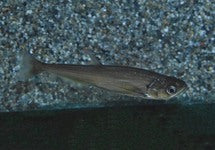 Hydrolycus Scomberoides