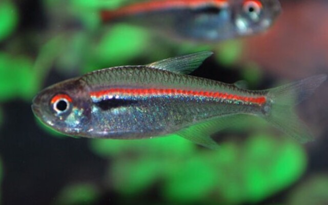 Hyphessobrycon Amapaensis