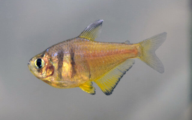 Hyphessobrycon Flammeus Yellow