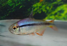 Hyphessobrycon Cyanotaenia