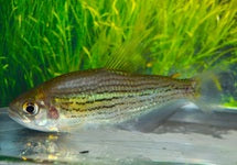 Hollandichthys Multifasciatus