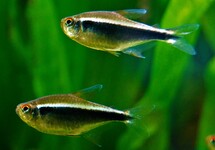 Hyphessobrycon Herbertaxelrodi