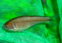 Lophiobrycon Weitzmani