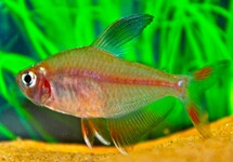Hyphessobrycon Bentosi
