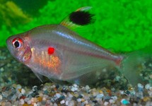Hyphessobrycon Erythrostigma