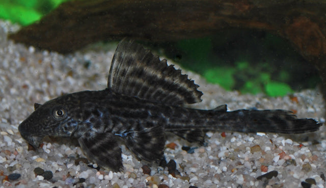 Pterygoplichthys Pardalis