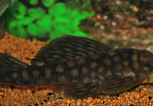 L020 Spectracanthicus Zuanoni