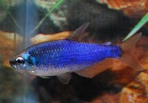 Inpaichthys Kerri Super Blue