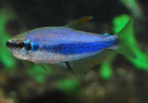 Inpaichthys Kerri