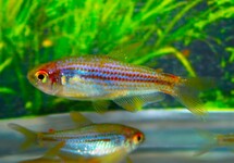 Inpaichthys Parauapiranga