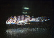 L236 Sw Hypancistrus Sp.