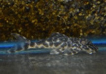 L127 Peckoltia Lujani