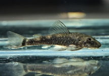 Parotocinclus Cearensis