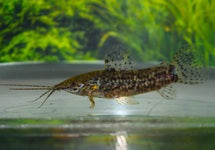 Megalechis Sp. Peru Rio Nanay