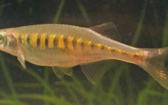 Devario Auropurpureus