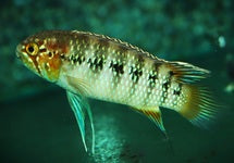 Ivanacara Adoketa