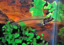 Kryptopterus Bicirrhis