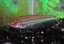 Kryptopterus Macrocephalus