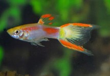 Poec. Wingei Yellow Laser Tail (M/F)