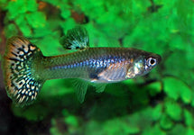 Poec. Ret. Snakeskin Mix Female