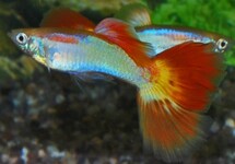 Poec. Ret. Sunset Male