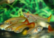 Poec. Ret. Mix Female