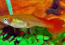 Poec. Ret. Flamingo Red Female