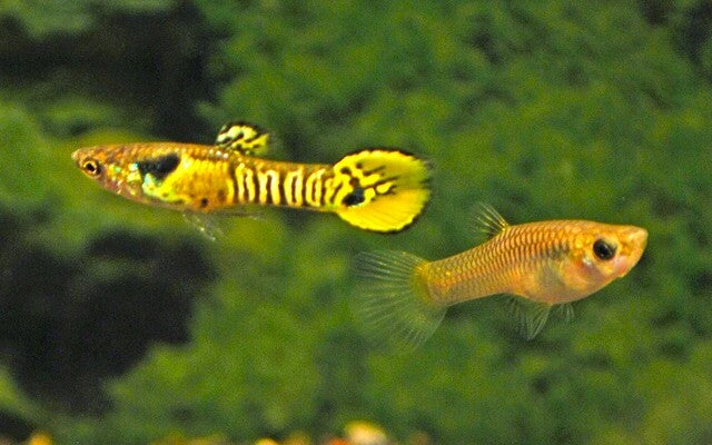 Poec. Wingei Tiger (M/F)