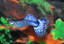 Poec. Ret. Snakeskin Blue Male