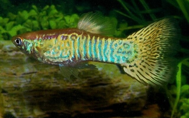 Poec. Ret. Snakeskin Yellow Male