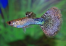 Poec. Ret. Mosaic Green Male