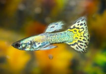 Poec.Ret. Mosaic Yellow Male