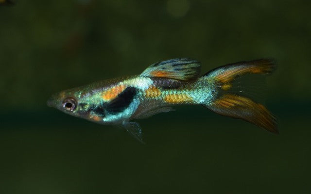 Poec. Ret. Double Sword Male