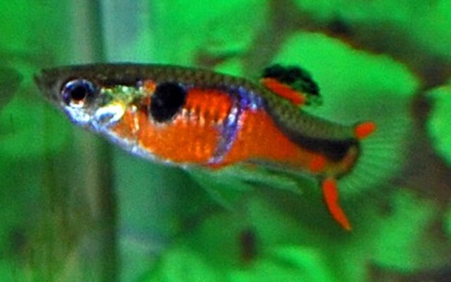 Poec. Wingei Red Chest (M/F)