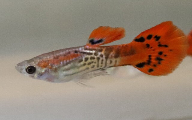 Poec. Ret. Snakeskin Red Male