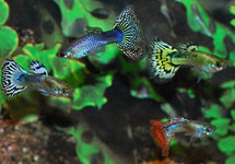 Poec. Ret. Snakeskin Mix Male