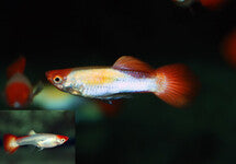 Poec. Ret. Koi (M/F)