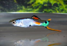Poec. Wingei Silverado (M/F)