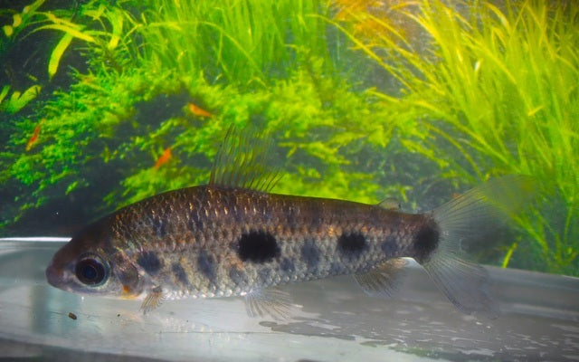 Leporinus Steyermarki
