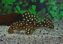 L029 Leporacanthicus Galaxias