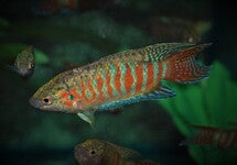 Macropodus Opercularis