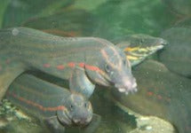 Mastacembelus Erythrotaenia