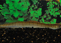 Macrognathus Zebrinus