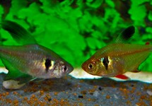 Hyphessobrycon Megalopterus