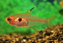 Hyphessobrycon Sweglesi