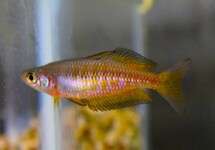 Melanotaenia Parkinsoni