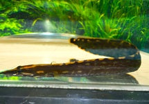 Mastacembelus Unicolor