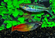 Melanotaenia Boesemani Orange